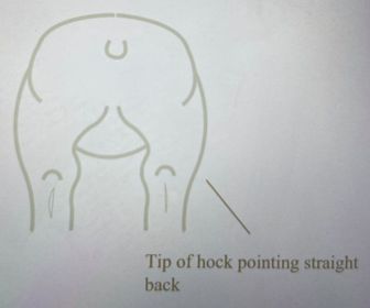 Tip of hock pointing straight back.