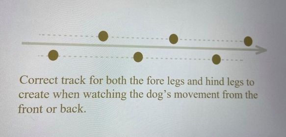 Correct track of the fore and hind legs.