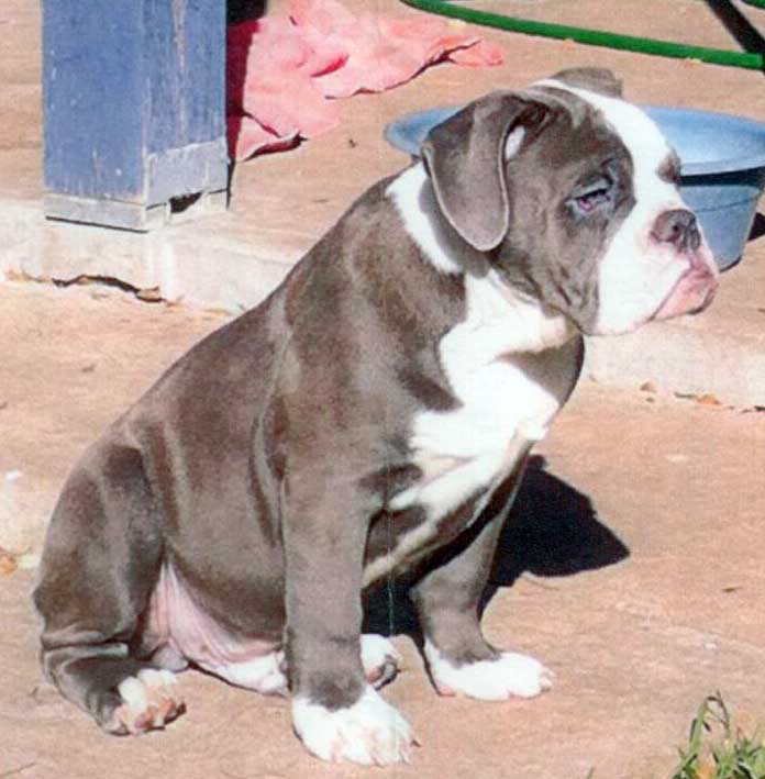 Apollo's Junior