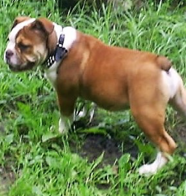 Barbarian's Bull Diesel @ Elliotthaus