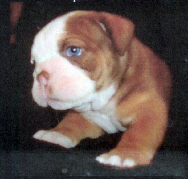 Beefy Bulldogges' Buford Pusser