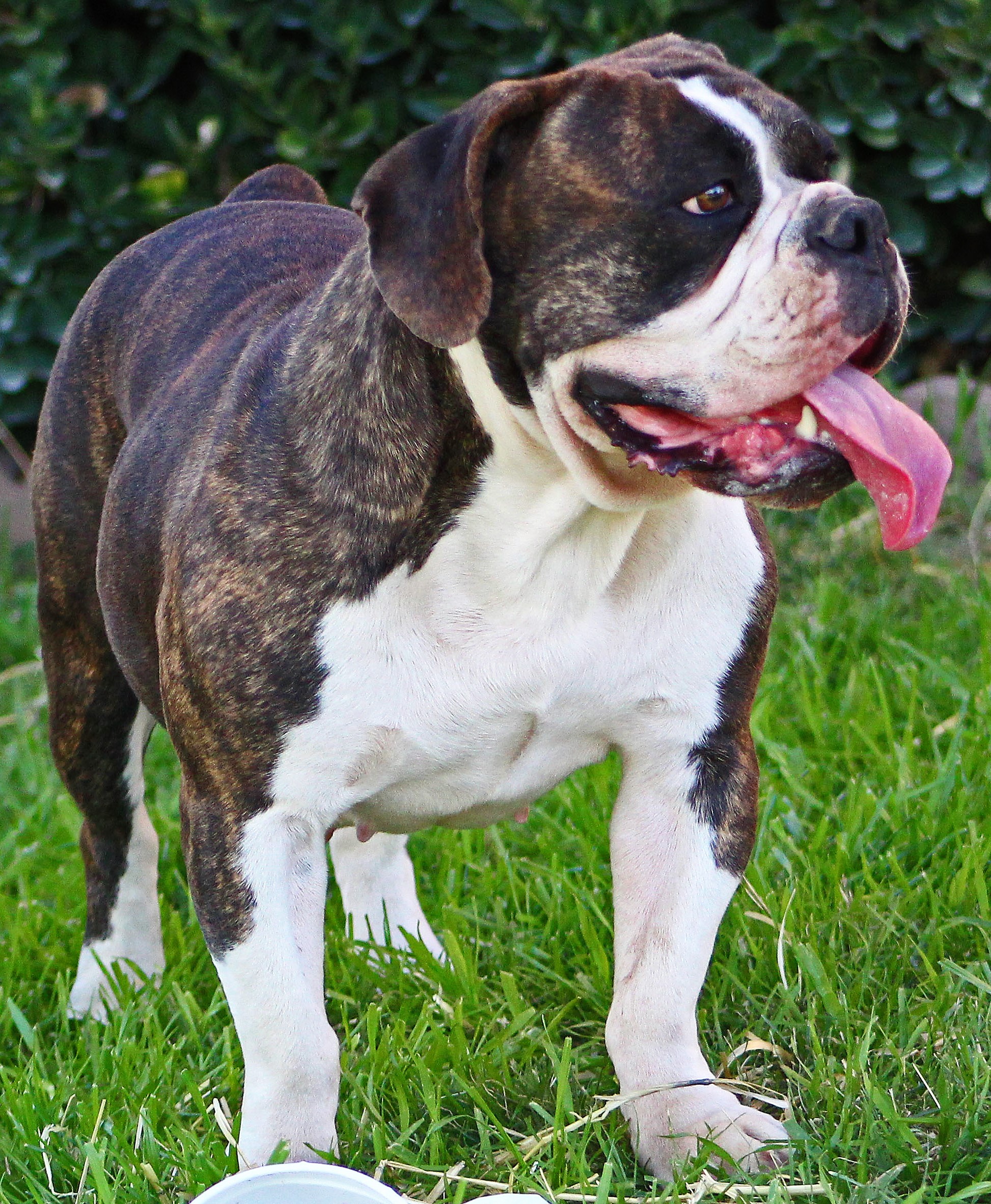 Buckeye State Bulldogs' Kachina