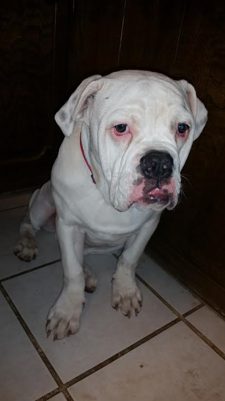 Bullistic's Boomer