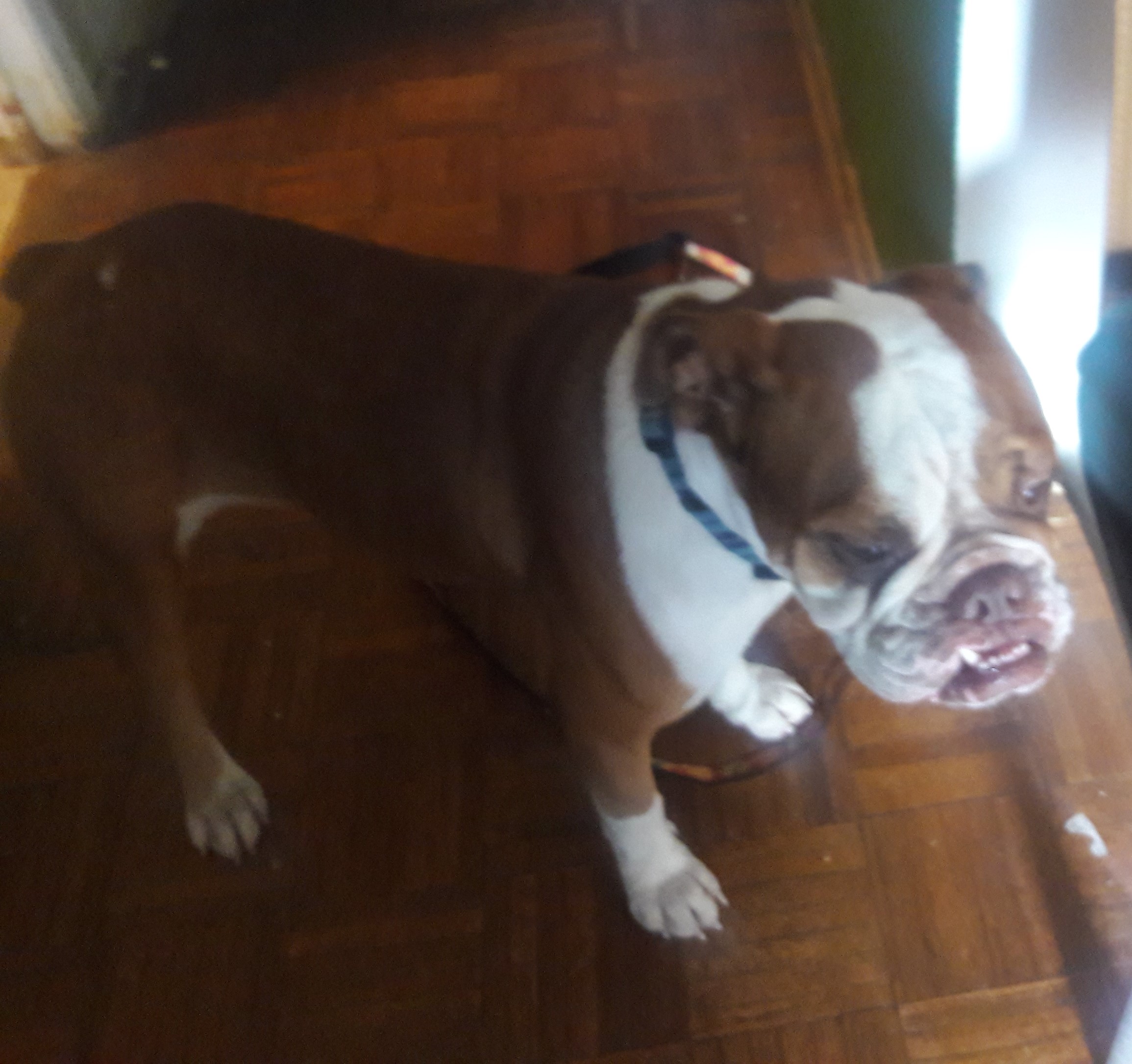 Bullistic's Cali