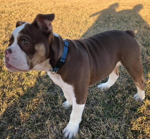 Canon Ball Dynasty Puppy H5
