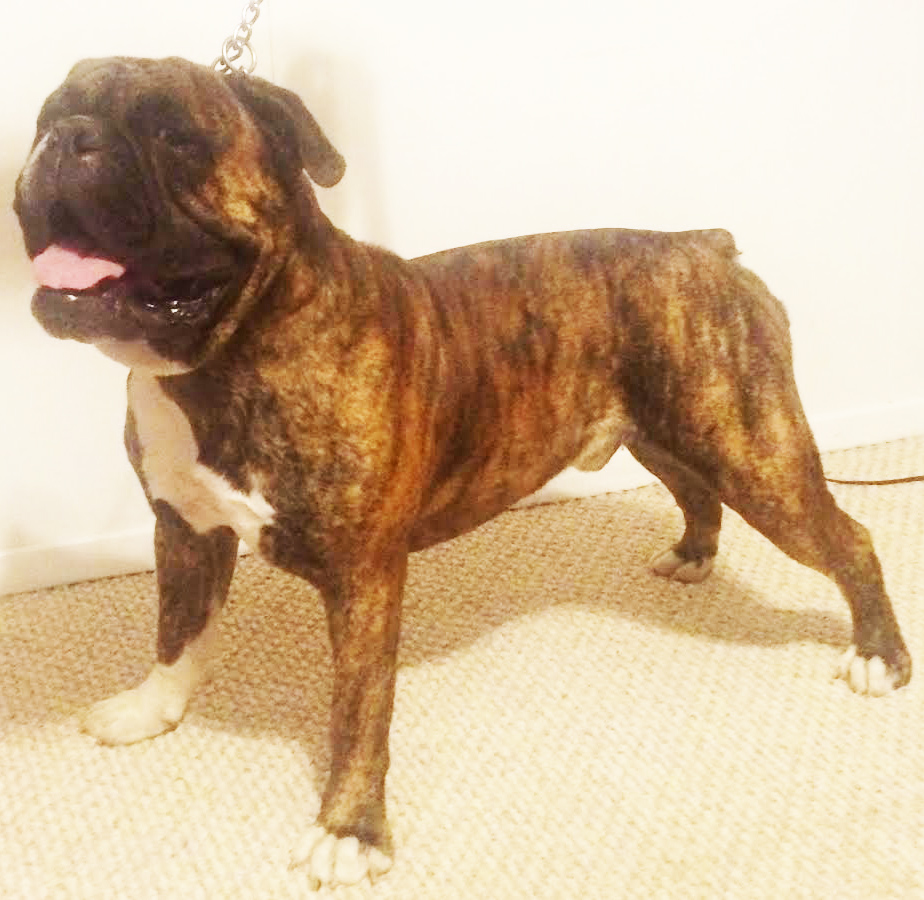 Clearbrook's Zeus