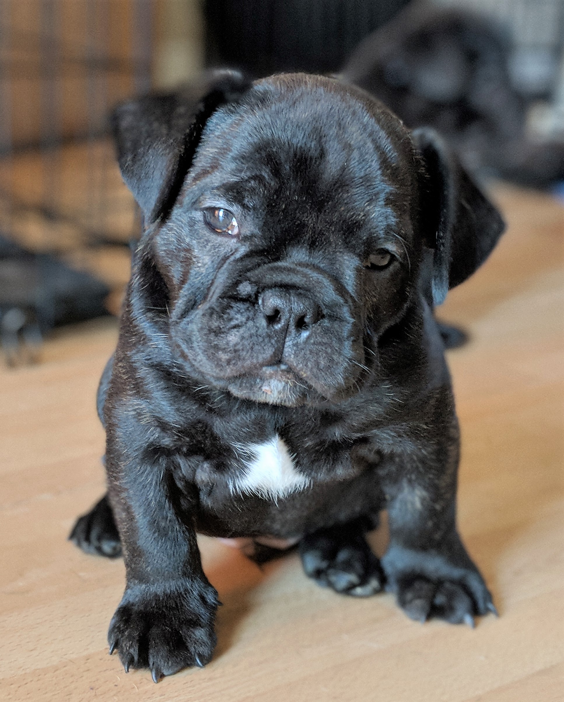 Anarchy's Puppy M2