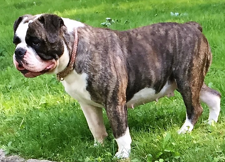 Cotton Hill Kennel's Layla