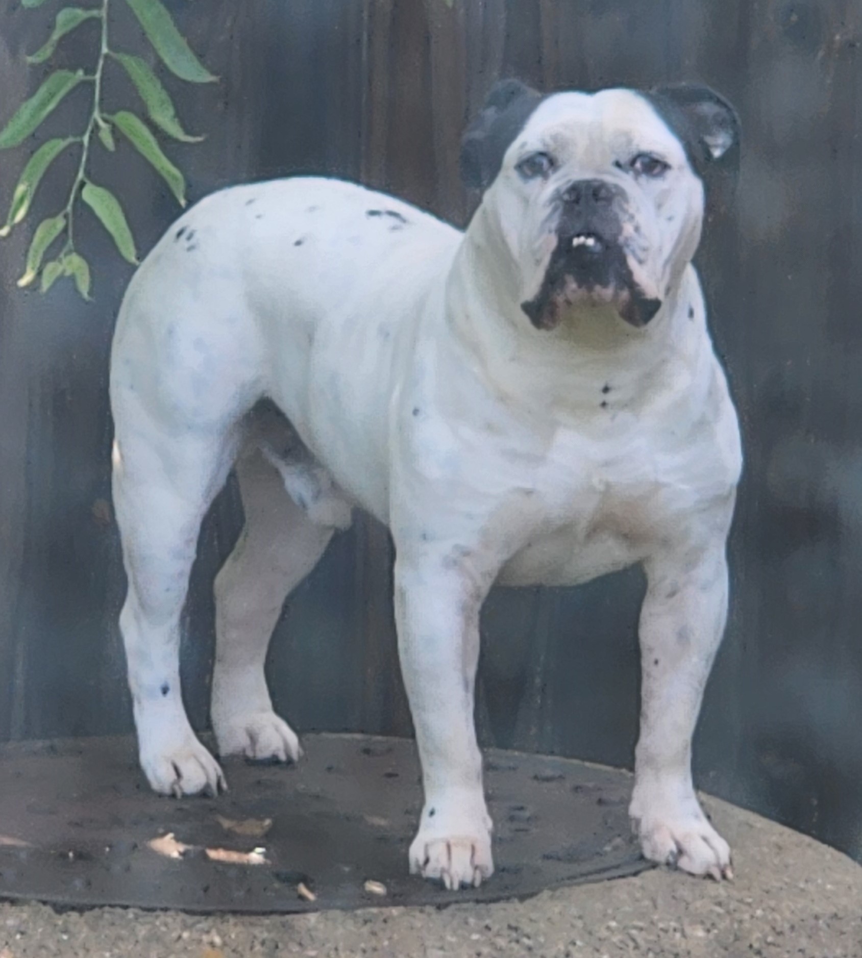 TBK's Puppy 2F2