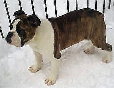 Elliotthaus' Miss Peggy Sue