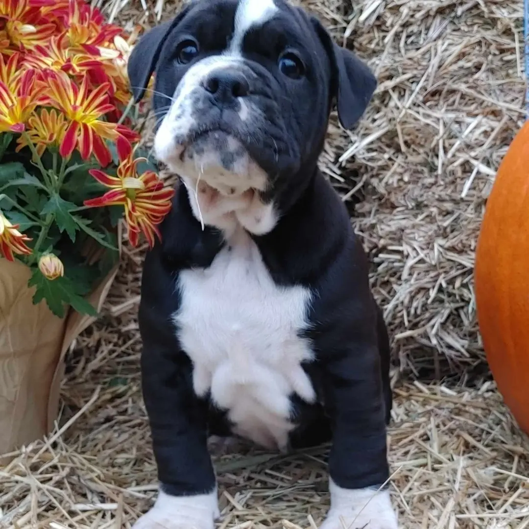 Folie Bulldogges' Ryder