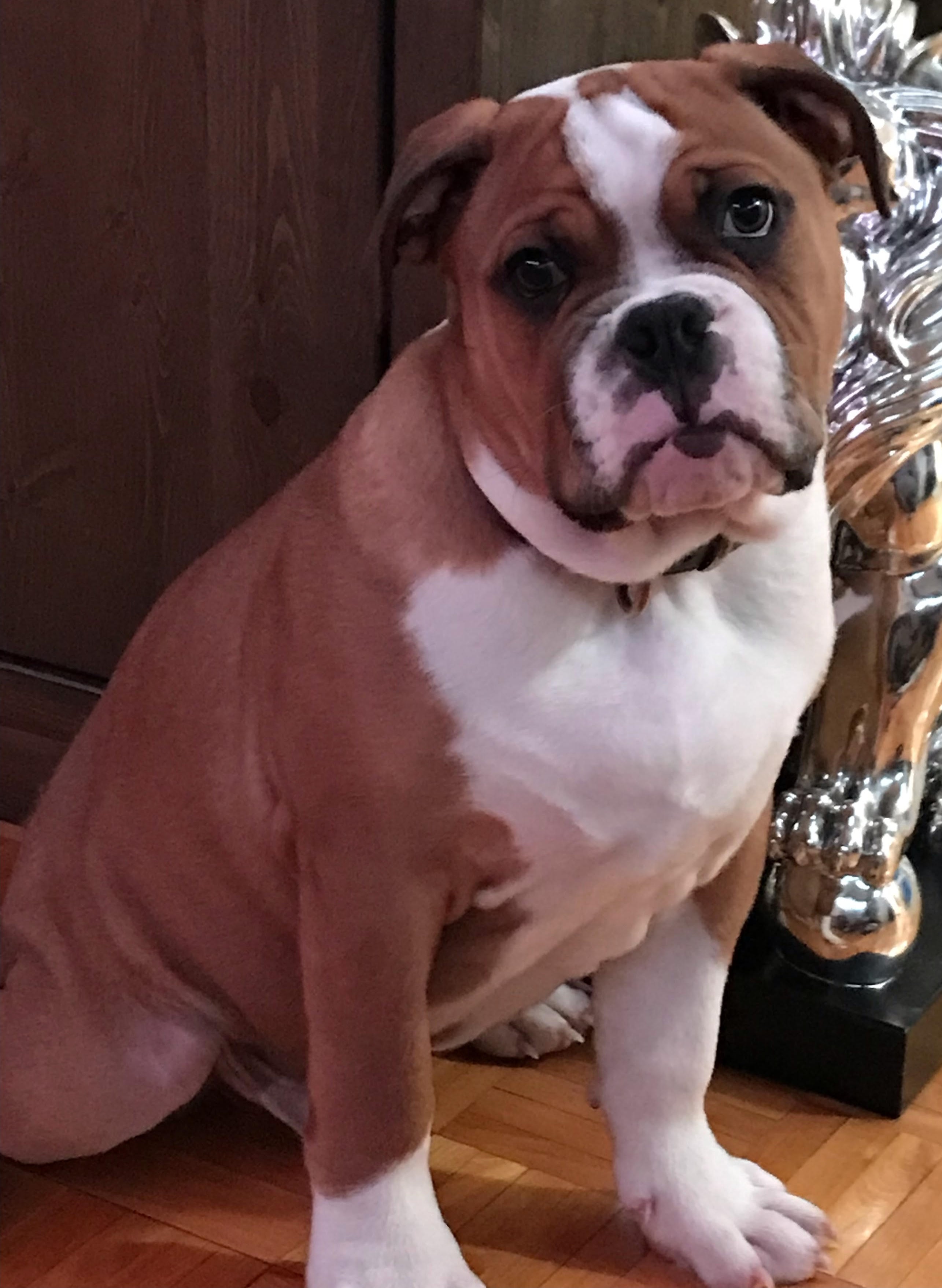 Folie Bulldogges' Zest