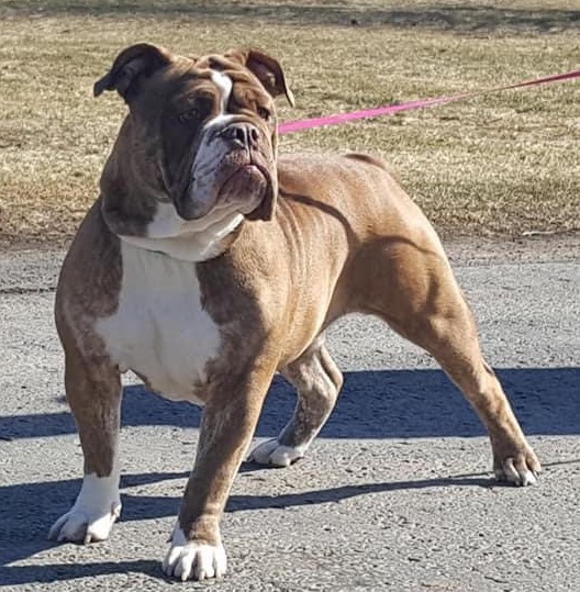 KC Bulldogges' Orca Whale