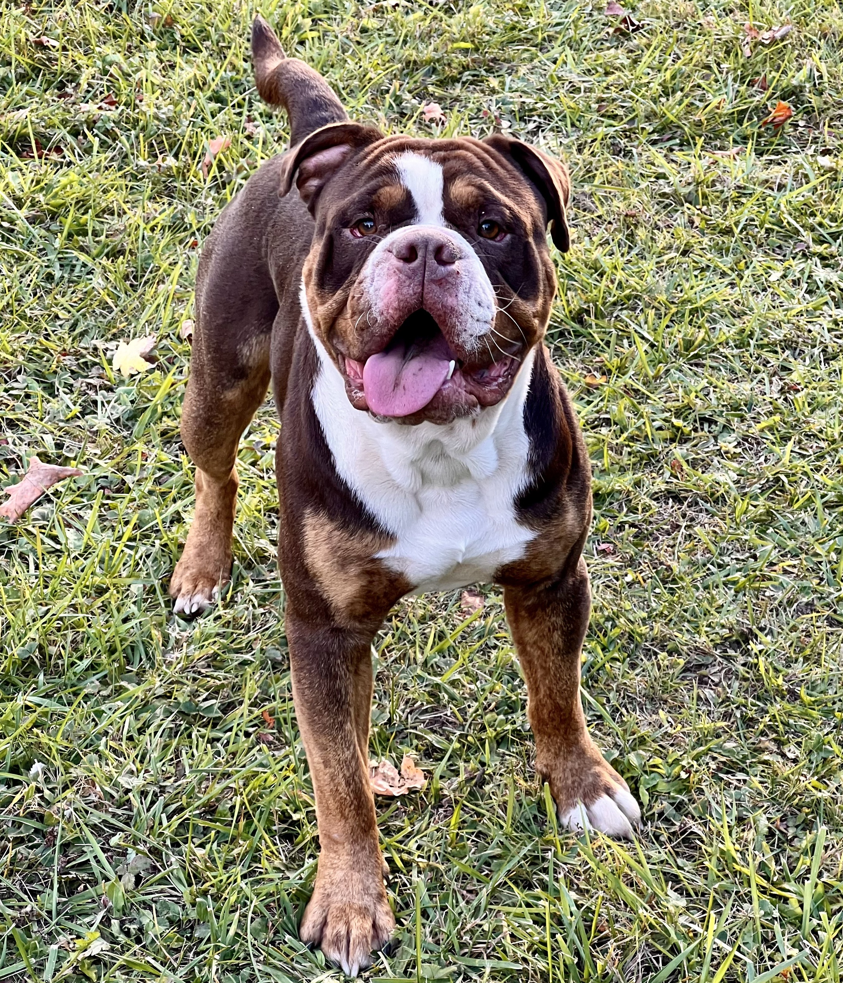 KC Eurobullz George