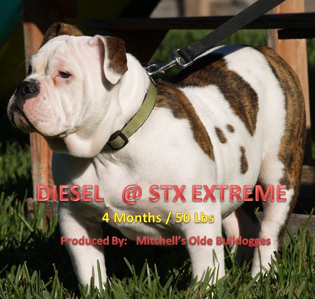 Mitchell's Diesel @ STX Extreme