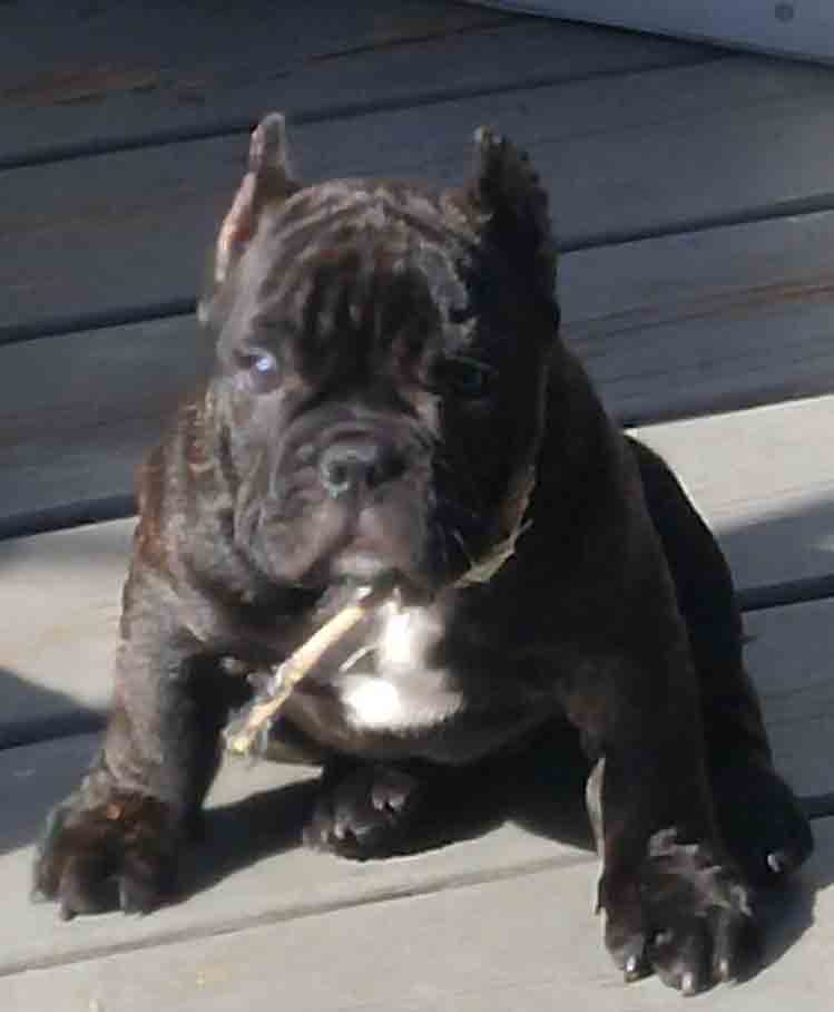 NFB's El Chapo Toro
