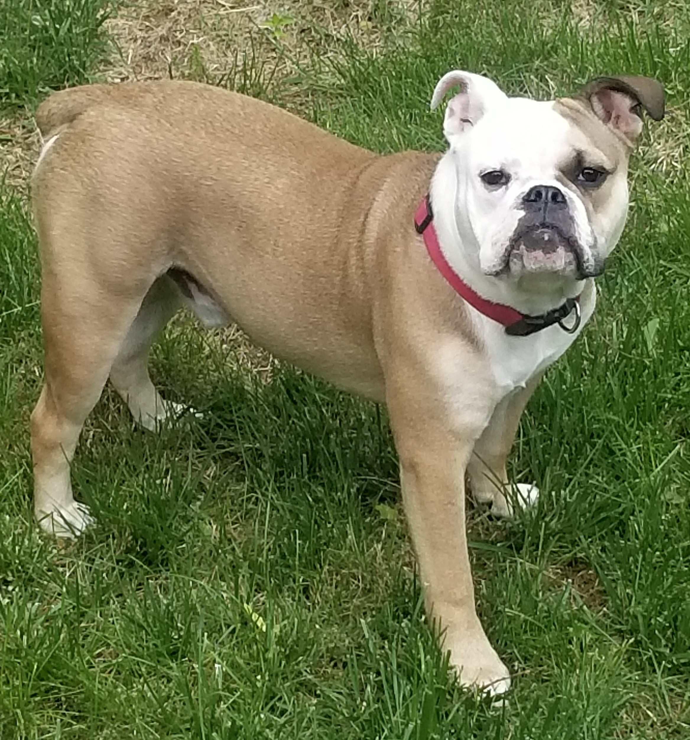 Nyga's Jaxx Riley