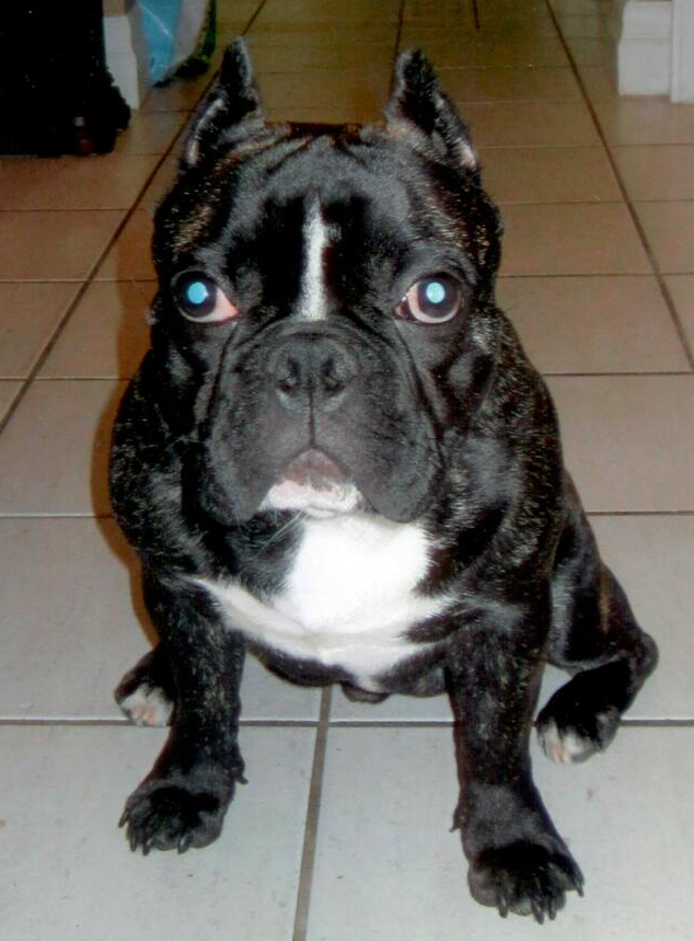 Pawsitive's Moonshiner