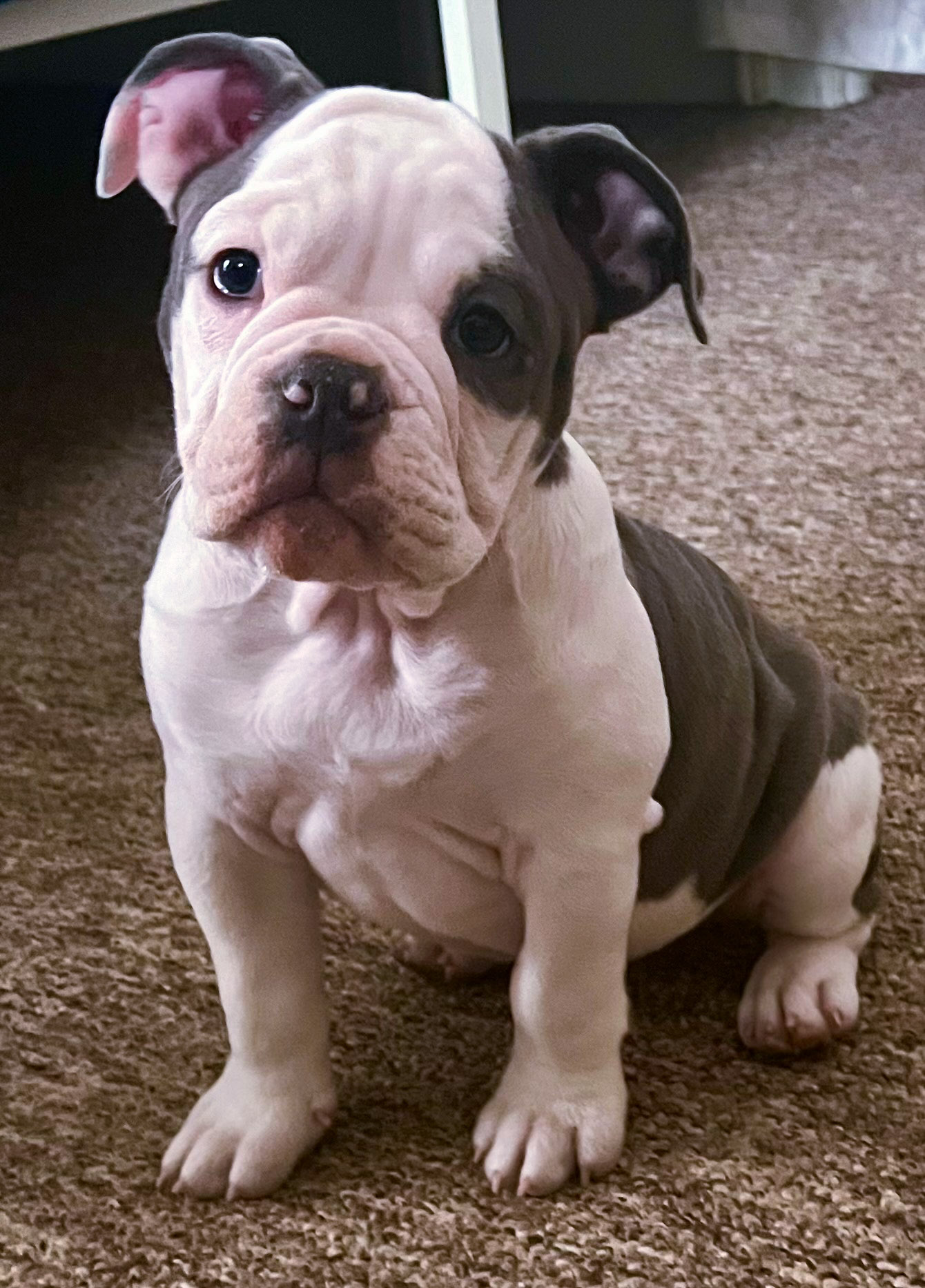 S&S Puppy J9