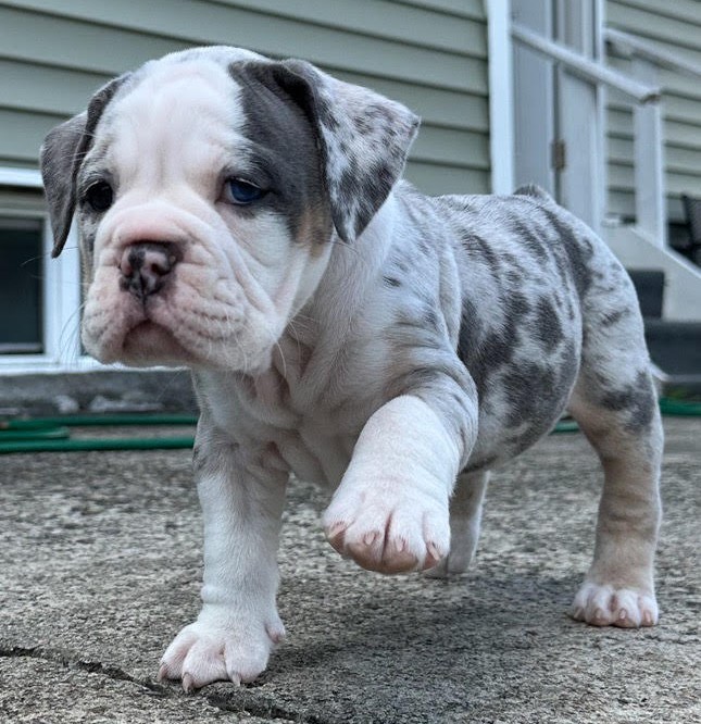 S&S Luna Marie Wolcott