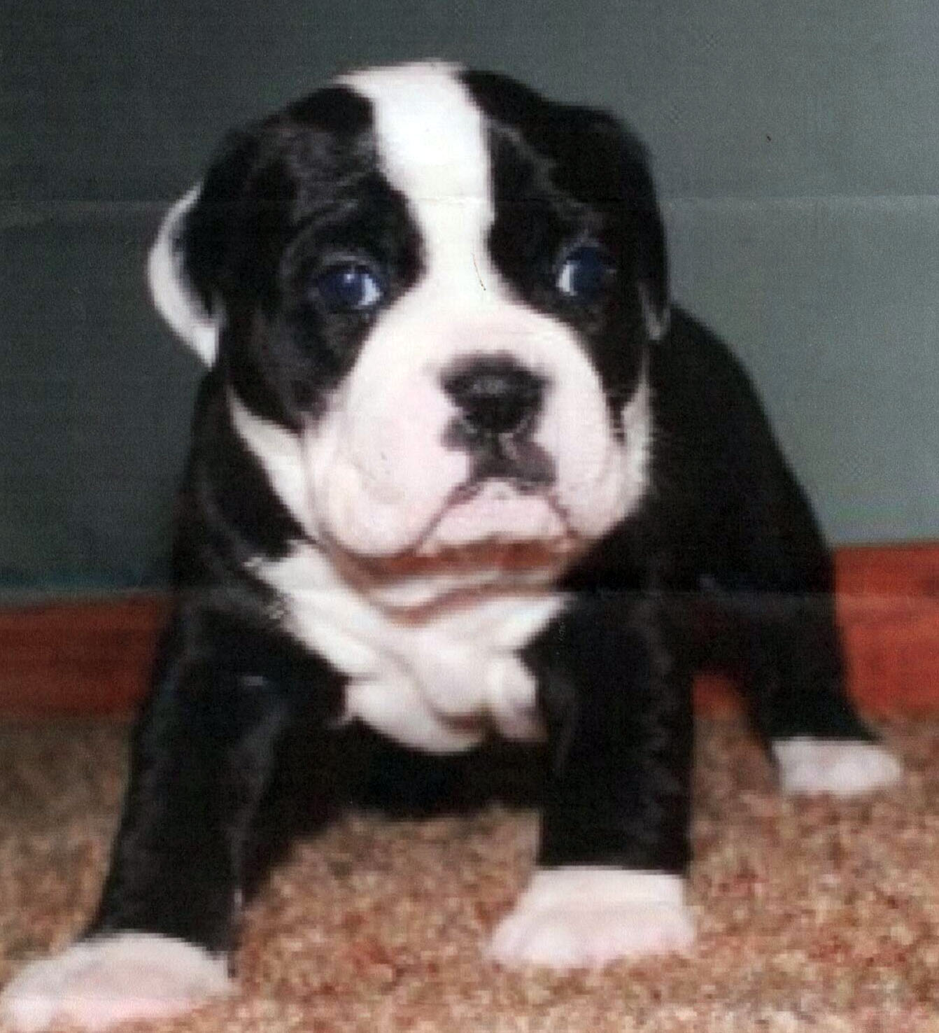P4P's Puppy B4