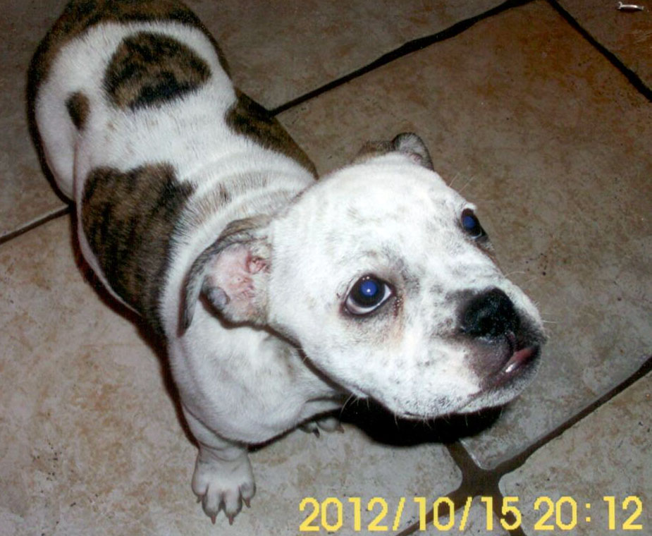 Texas Tuff's Cali Jade