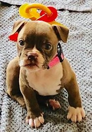 Top Shelf Bullys' Pandora NB