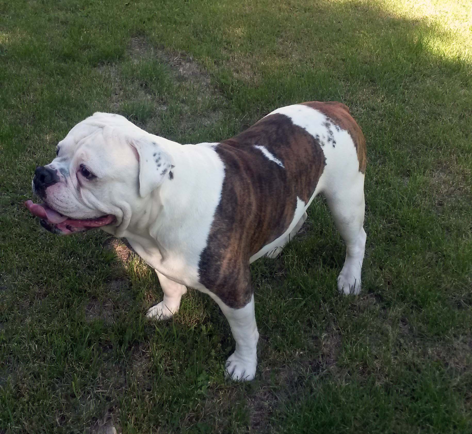 Villegas' Bullough Maximus
